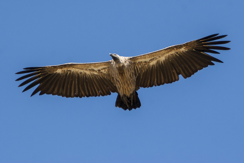 African white-backed vulture (Gyps africanus); DISPLAY FULL IMAGE.