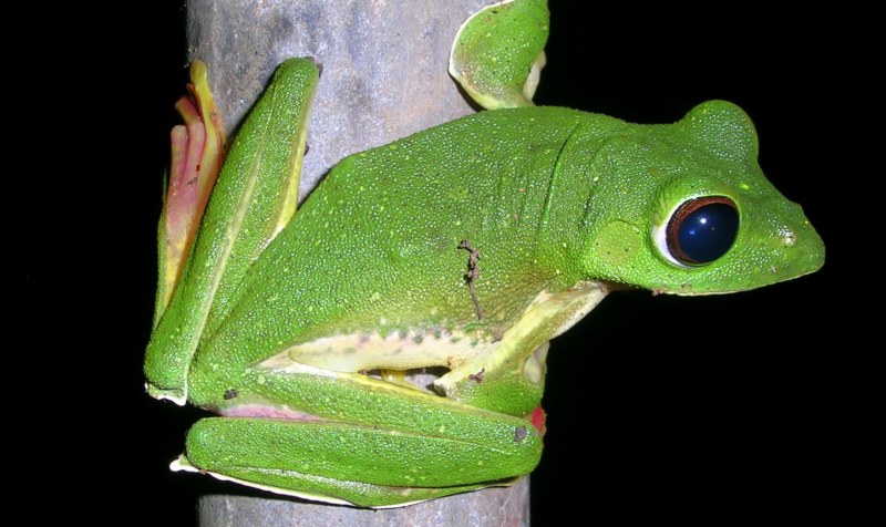 Malabar gliding frog, Malabar flying frog (Rhacophorus malabaricus); DISPLAY FULL IMAGE.