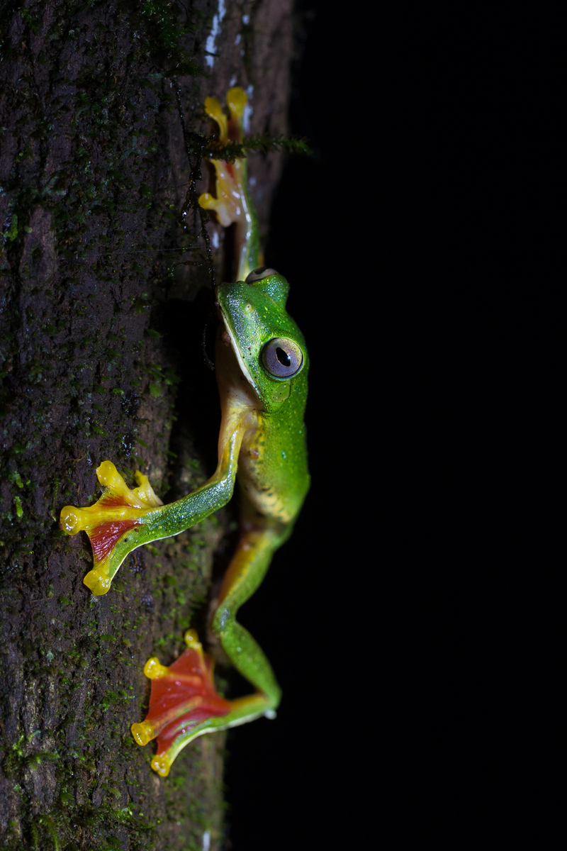 Malabar gliding frog, Malabar flying frog (Rhacophorus malabaricus); DISPLAY FULL IMAGE.
