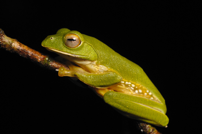 Rhacophorus pseudomalabaricus (Anaimalai flying frog, false Malabar gliding frog) ; DISPLAY FULL IMAGE.