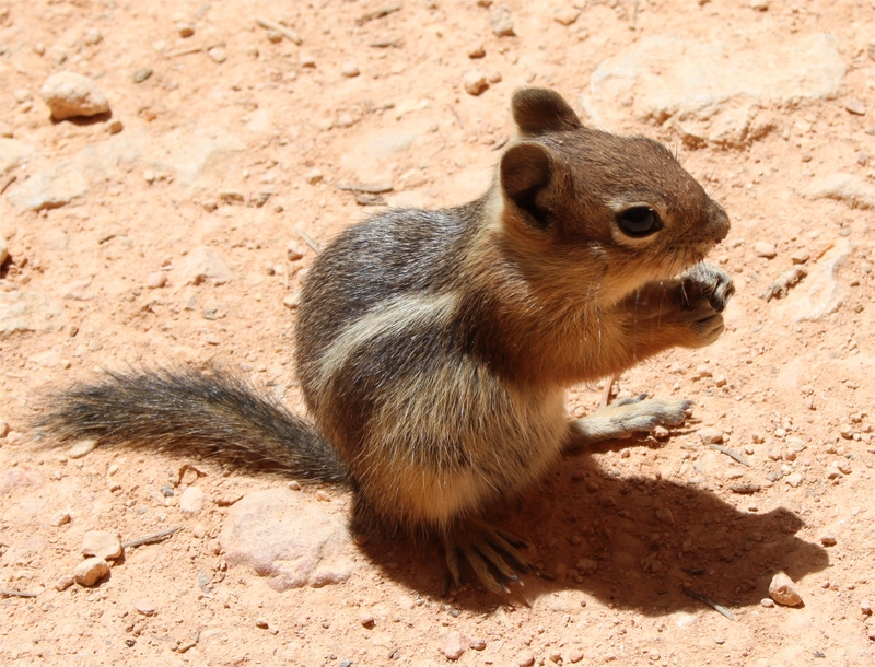 golden-mantled ground squirrel (Callospermophilus lateralis); DISPLAY FULL IMAGE.