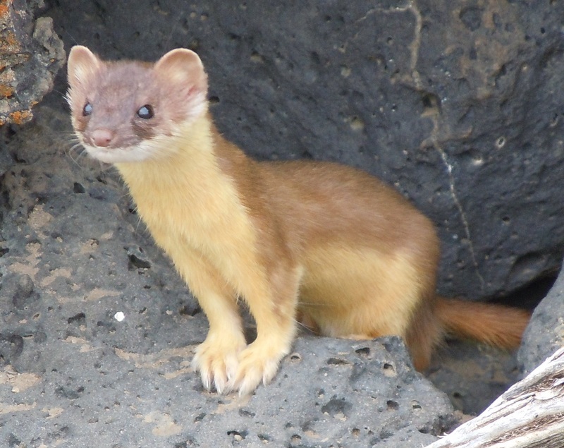 long-tailed weasel, bridled weasel (Mustela frenata); DISPLAY FULL IMAGE.