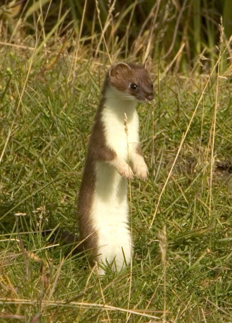 short-tailed weasel, stoat (Mustela erminea); DISPLAY FULL IMAGE.
