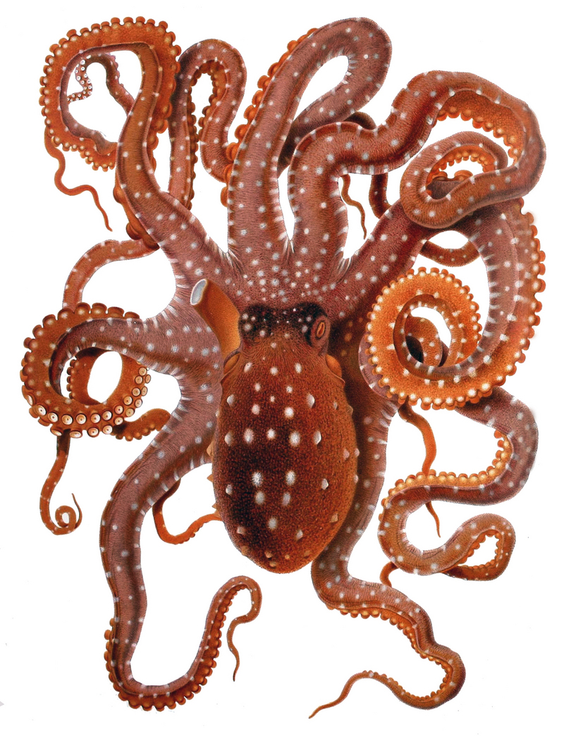 Callistoctopus macropus, Atlantic white-spotted octopus; DISPLAY FULL IMAGE.
