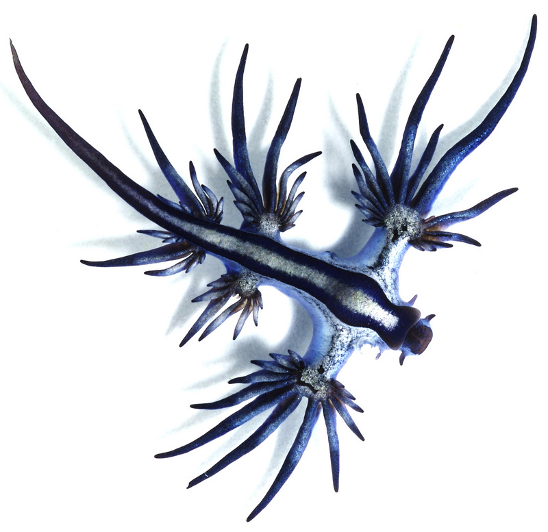 Glaucus atlanticus (blue dragon, blue sea slug); DISPLAY FULL IMAGE.