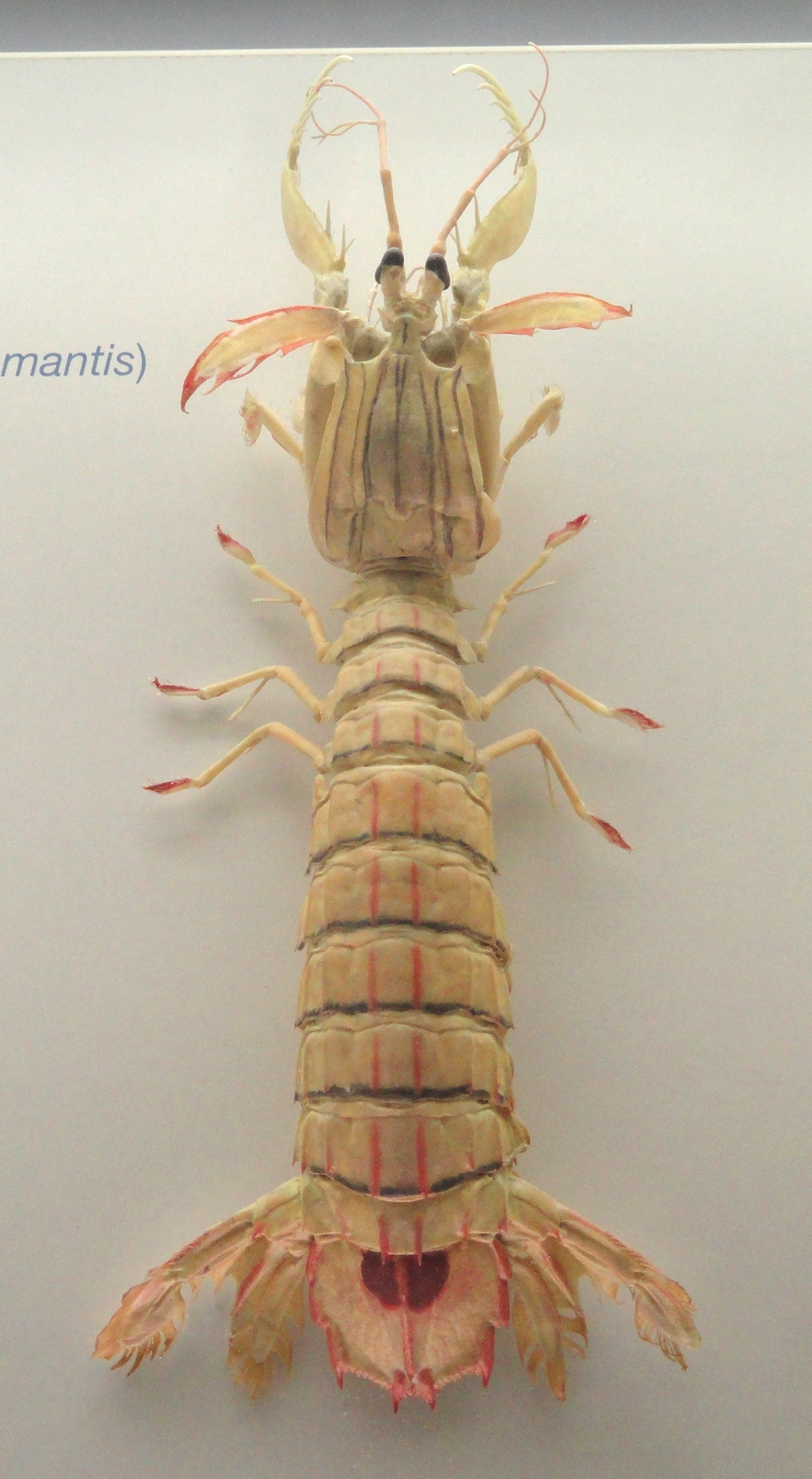 Squilla mantis (mantis shrimp); DISPLAY FULL IMAGE.