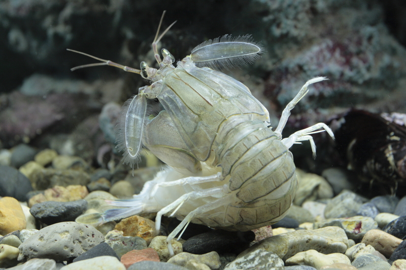 Oratosquilla oratoria (mantis shrimp); DISPLAY FULL IMAGE.