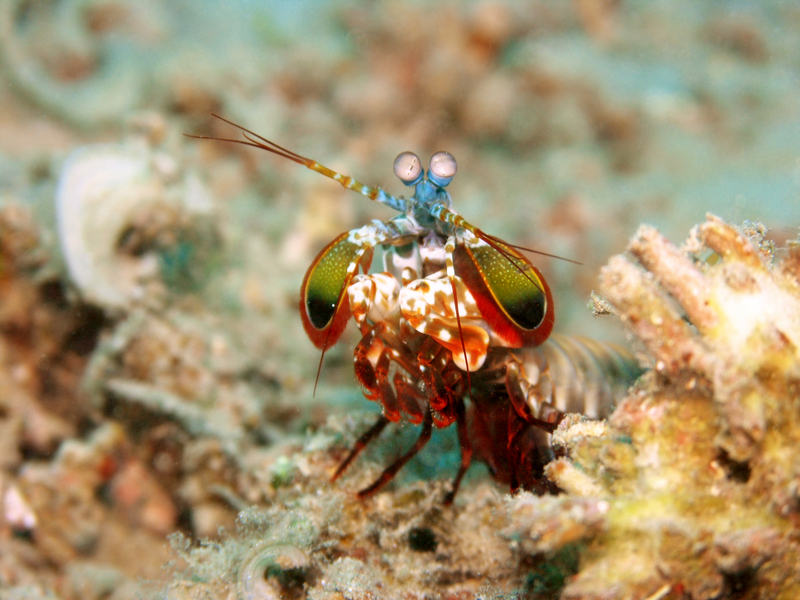 Odontodactylus scyllarus (peacock mantis shrimp); DISPLAY FULL IMAGE.