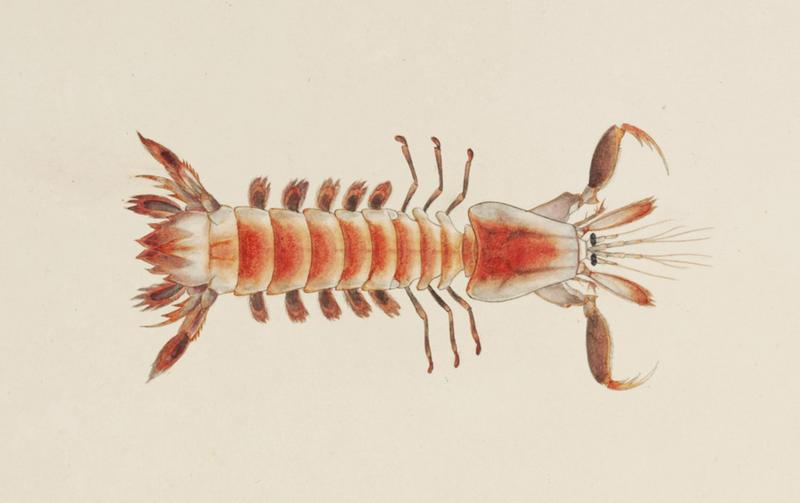 Parasquilla haani (mantis shrimp); DISPLAY FULL IMAGE.