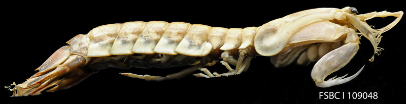 Parasquilla coccinea (mantis shrimp); DISPLAY FULL IMAGE.