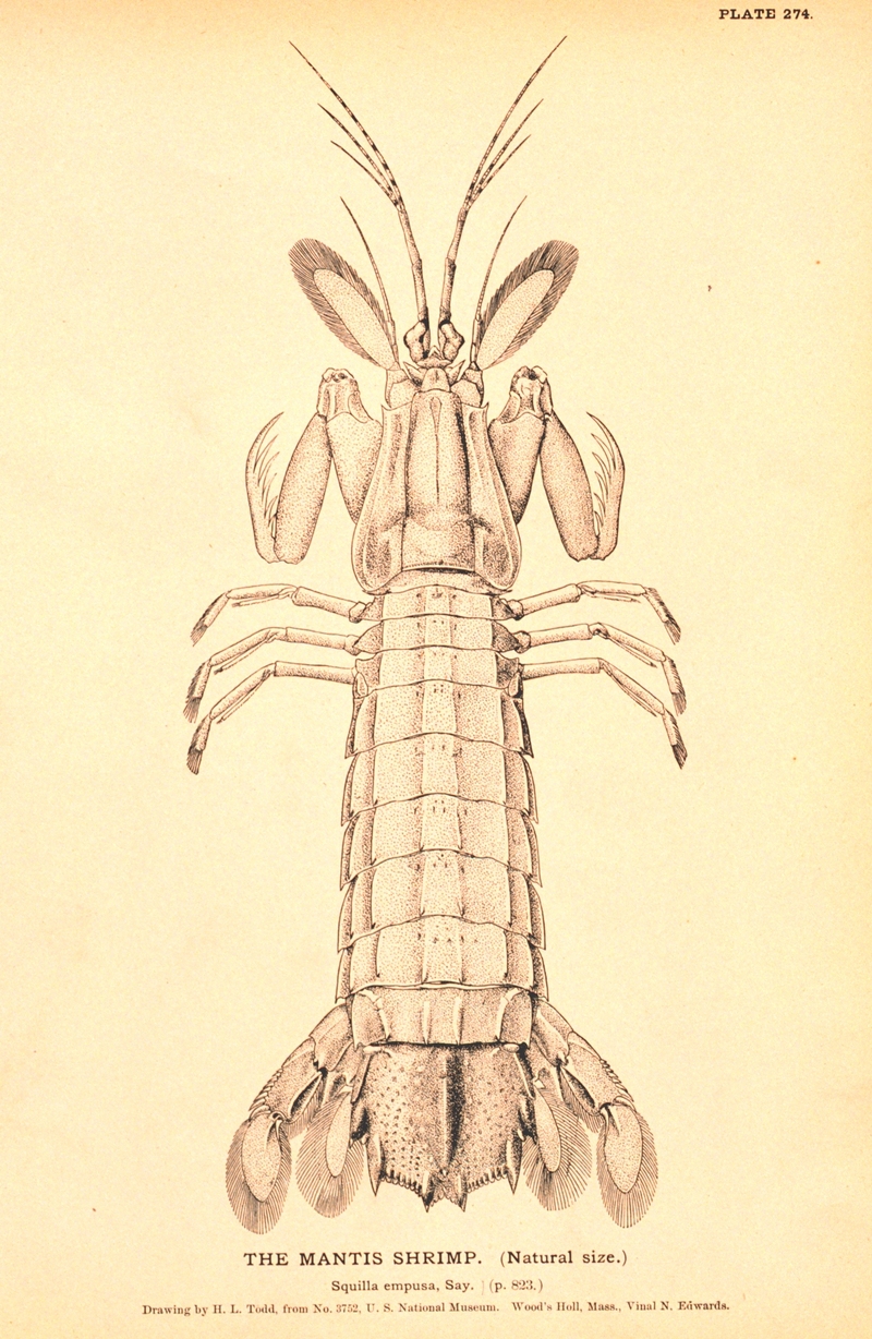 Squilla empusa (mantis shrimp); DISPLAY FULL IMAGE.