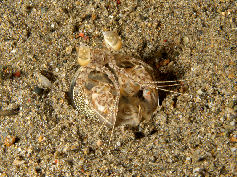 Lysiosquilla tredecimdentata (spearing mantis shrimp); DISPLAY FULL IMAGE.