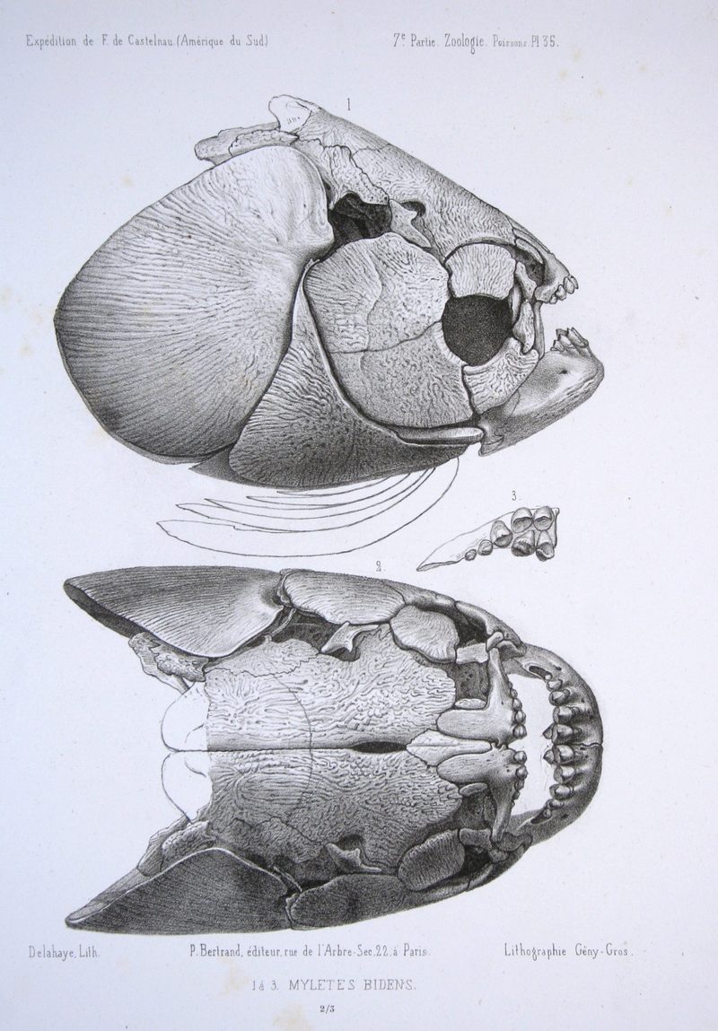 Piaractus brachypomus (pirapitinga, red-bellied pacu); DISPLAY FULL IMAGE.
