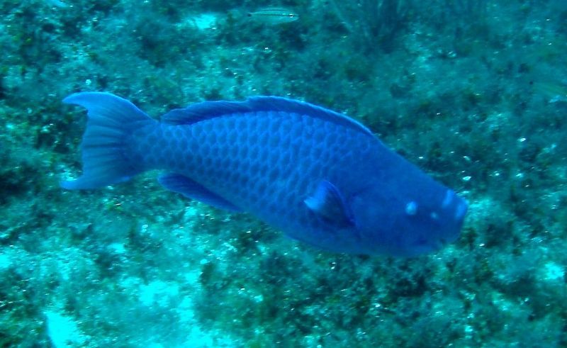 blue parrotfish (Scarus coeruleus); DISPLAY FULL IMAGE.