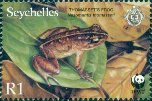 Thomasset's Seychelles frog (Sooglossus thomasseti); Image ONLY