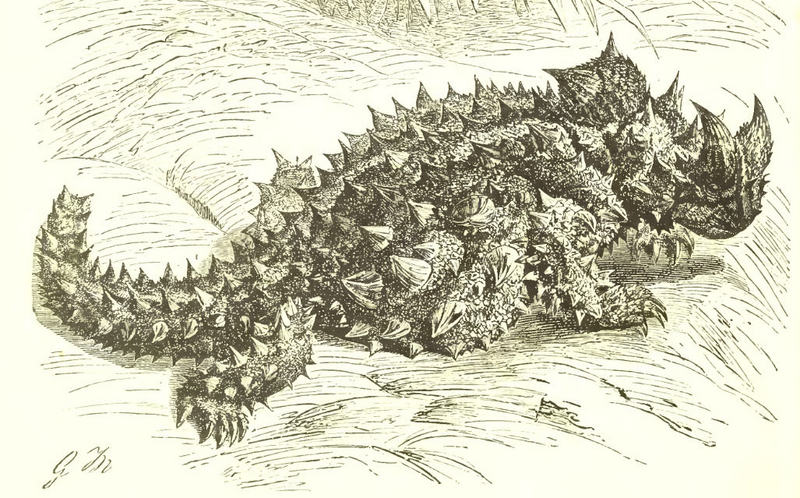 thorny dragon, thorny devil (Moloch horridus); DISPLAY FULL IMAGE.