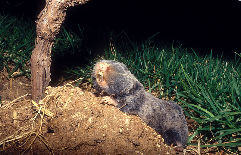 Middle East blind mole-rat, Palestine mole-rat (Spalax ehrenbergi); DISPLAY FULL IMAGE.