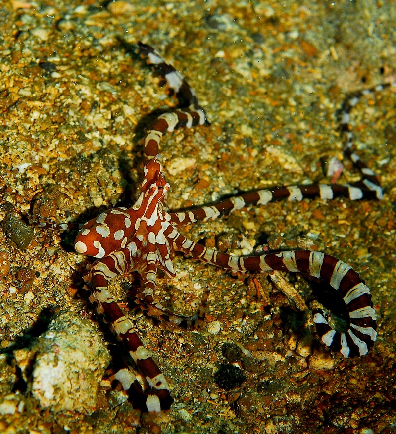 wonderpus octopus (Wunderpus photogenicus); DISPLAY FULL IMAGE.
