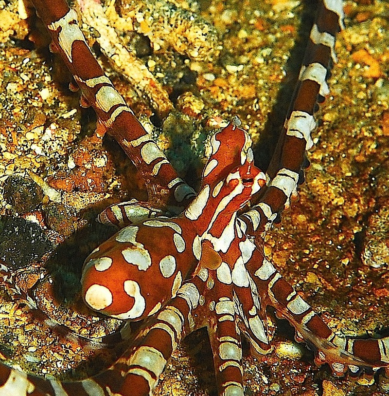 wonderpus octopus (Wunderpus photogenicus); DISPLAY FULL IMAGE.