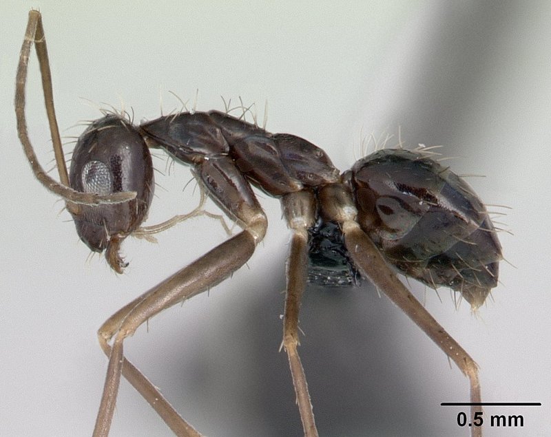 longhorn crazy ant (Paratrechina longicornis); DISPLAY FULL IMAGE.
