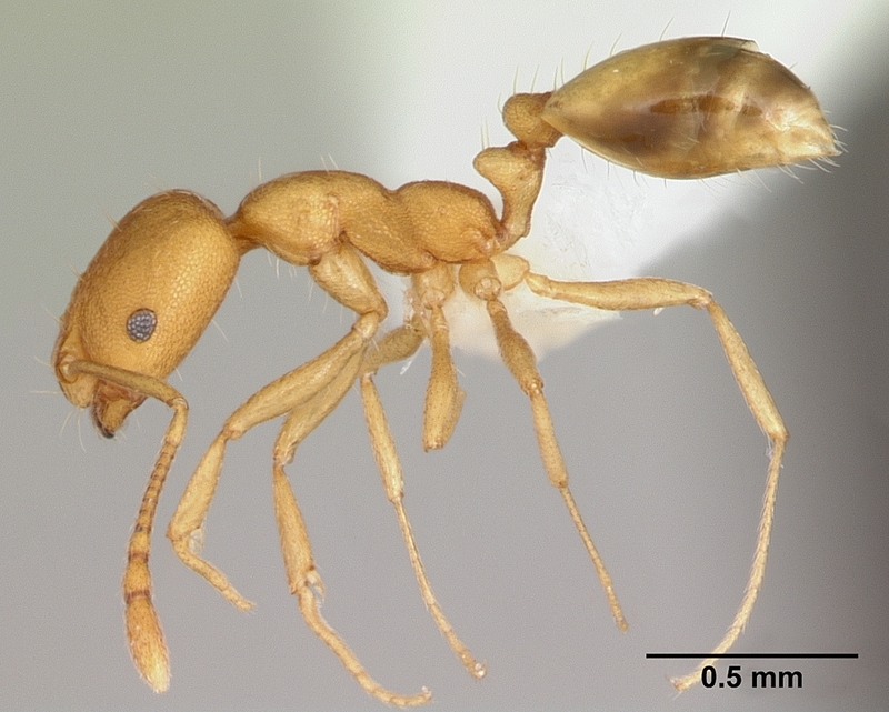 pharaoh ant (Monomorium pharaonis); DISPLAY FULL IMAGE.