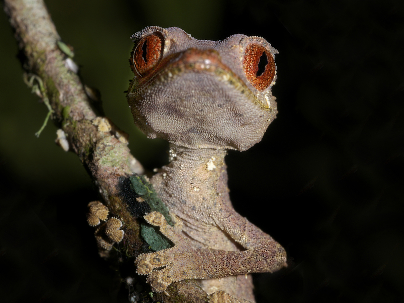 Uroplatus phantasticus (Baweng satanic leaf gecko, Satanic leaf-tailed gecko); DISPLAY FULL IMAGE.