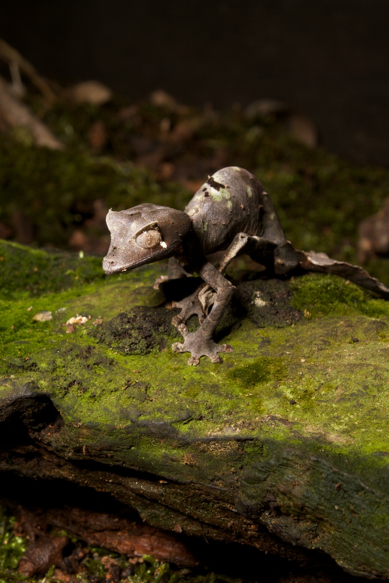 Uroplatus phantasticus (Baweng satanic leaf gecko, Satanic leaf-tailed gecko); DISPLAY FULL IMAGE.