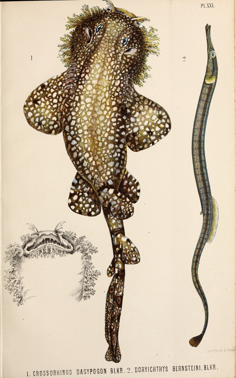 tasselled wobbegong (Eucrossorhinus dasypogon); DISPLAY FULL IMAGE.
