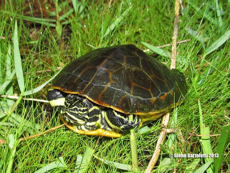chicken turtle (Deirochelys reticularia); DISPLAY FULL IMAGE.