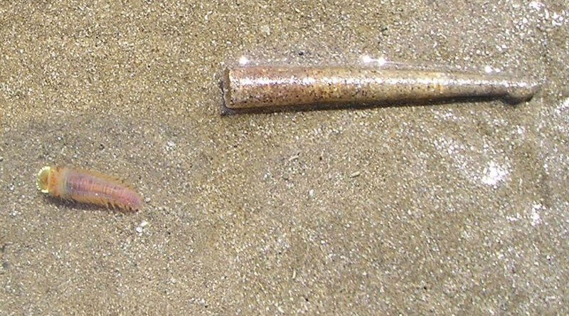 Lagis koreni (trumpet worm, ice cream cone worm); DISPLAY FULL IMAGE.