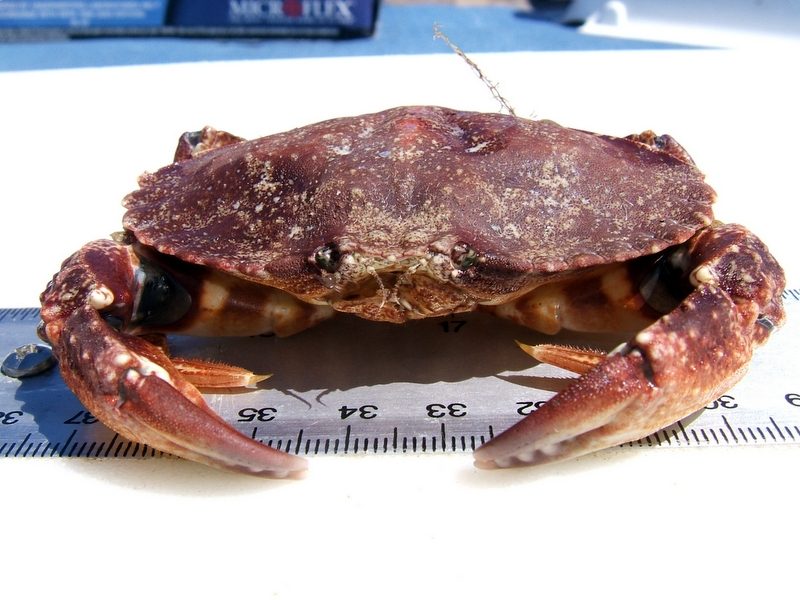Metacarcinus gracilis (graceful rock crab, slender crab); DISPLAY FULL IMAGE.