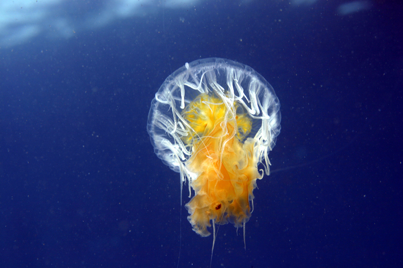 Phacellophora camtschatica (fried egg jellyfish, egg-yolk jellyfish); DISPLAY FULL IMAGE.