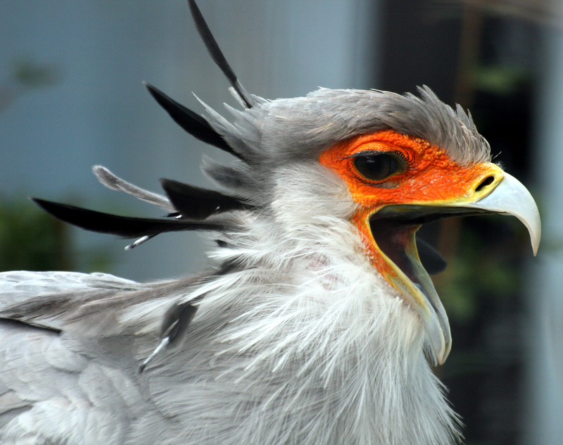 secretarybird, secretary bird (Sagittarius serpentarius); DISPLAY FULL IMAGE.