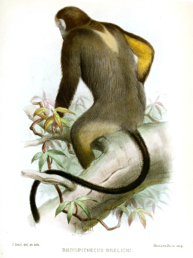 gray snub-nosed monkey (Rhinopithecus brelichi); DISPLAY FULL IMAGE.
