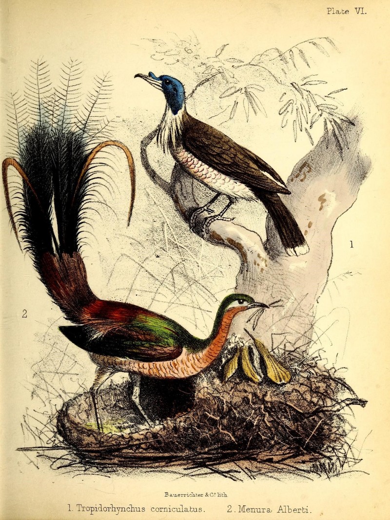 Noisy friarbird (Philemon corniculatus), Albert's lyrebird (Menura alberti); DISPLAY FULL IMAGE.