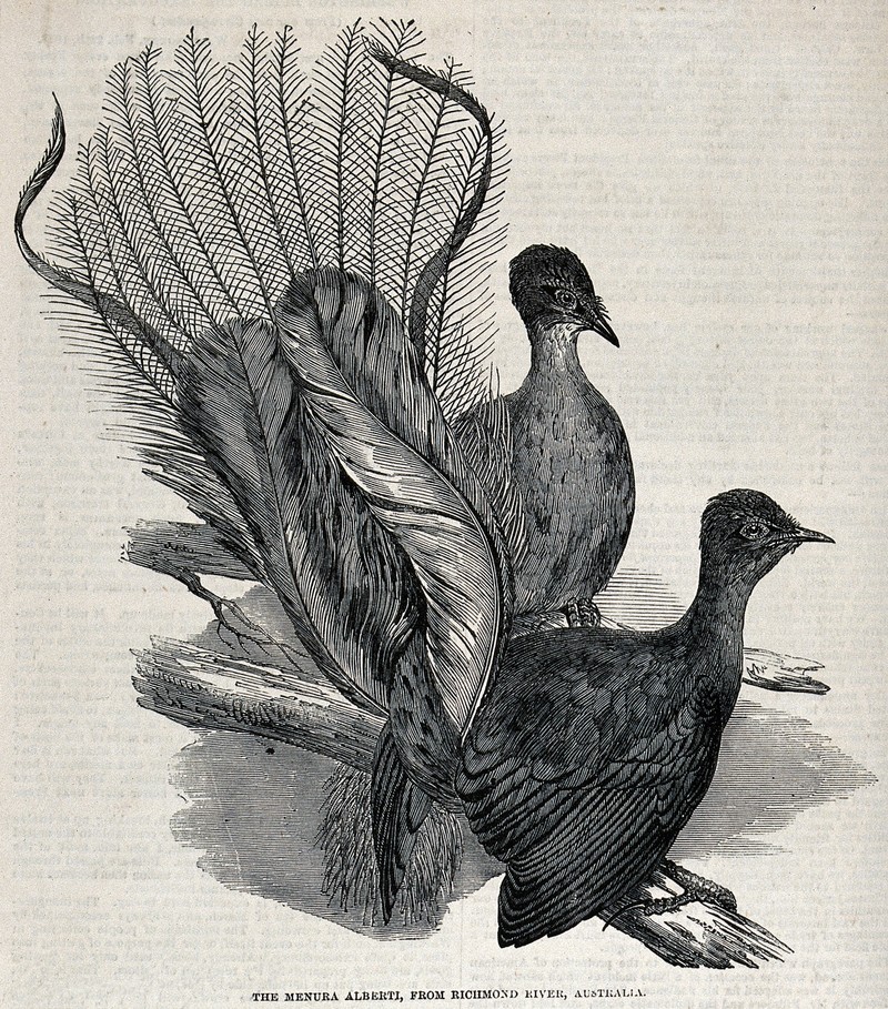 Albert's lyrebird (Menura alberti); DISPLAY FULL IMAGE.