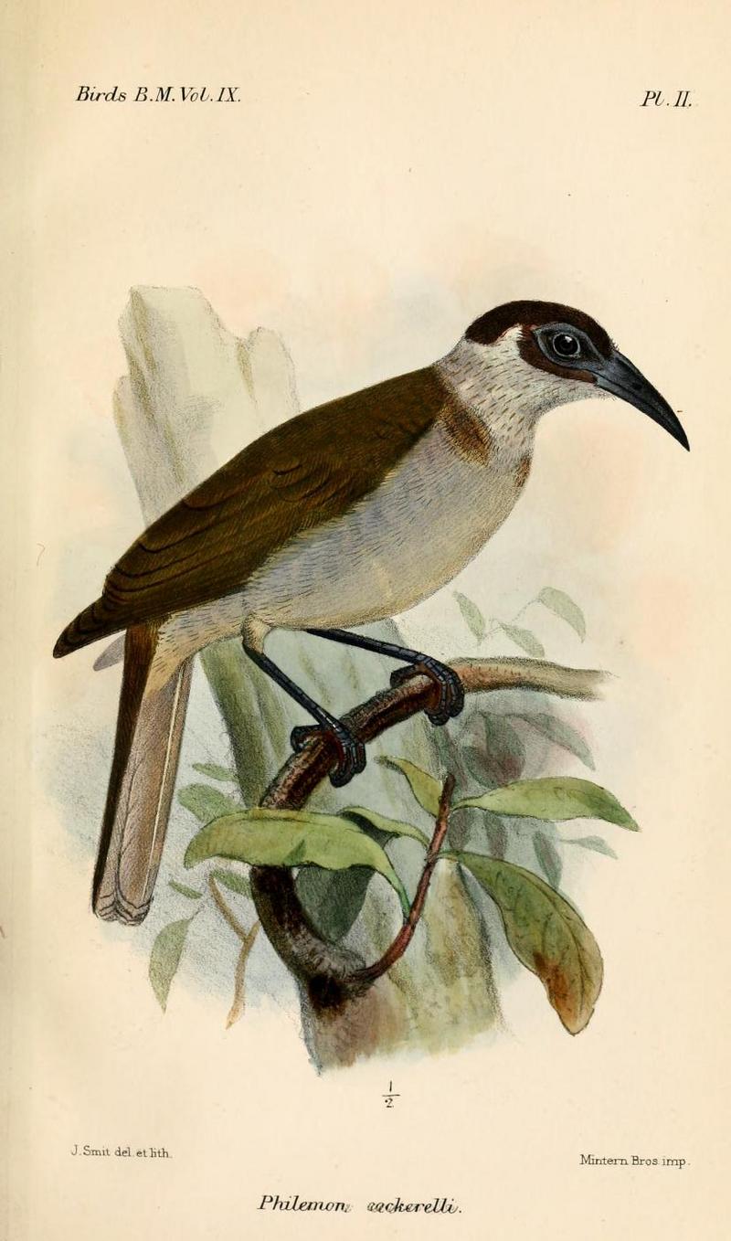New Britain friarbird (Philemon cockerelli); DISPLAY FULL IMAGE.