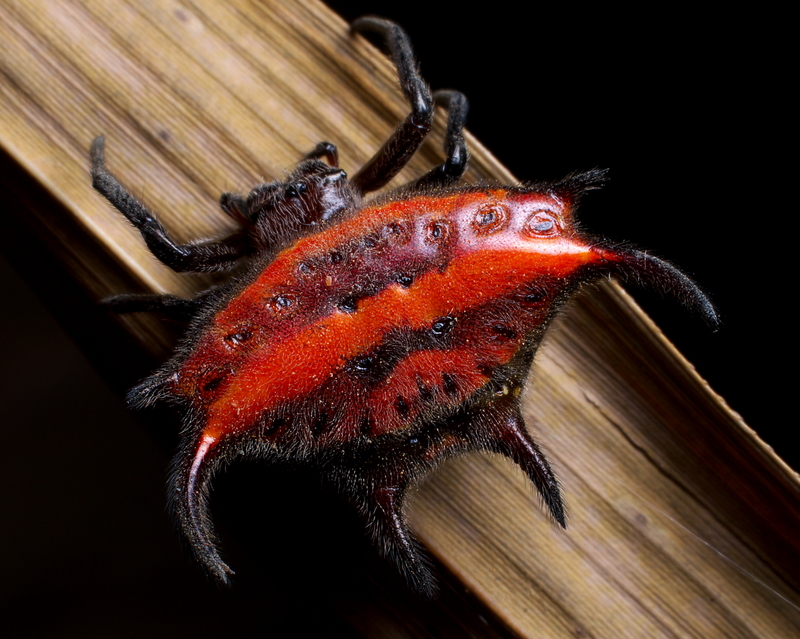 Gasteracantha falcicornis (devil's crab orbweaver); DISPLAY FULL IMAGE.