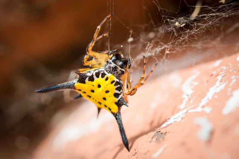 Gasteracantha hasselti (Hasselt's spiny spider); DISPLAY FULL IMAGE.