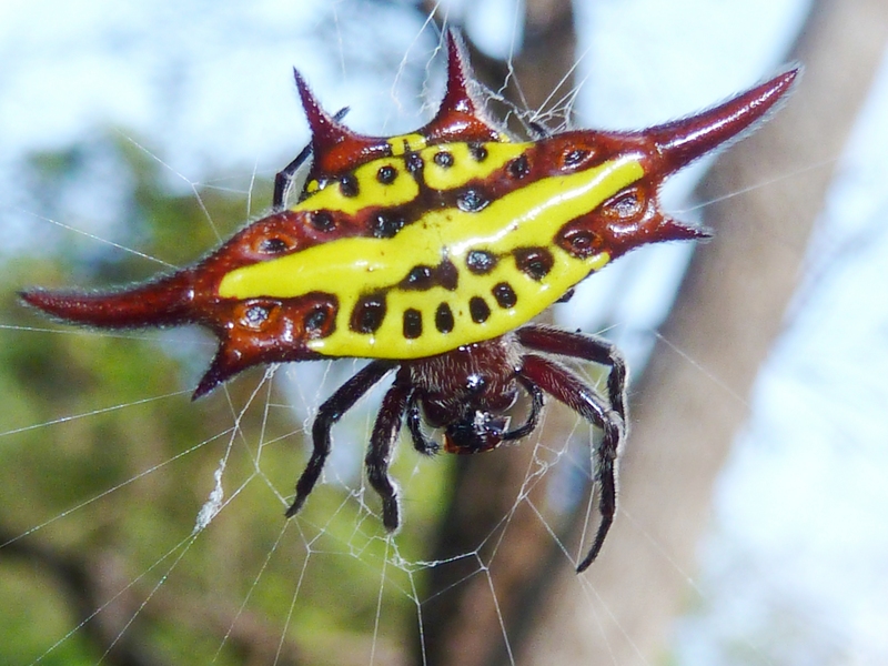 Gasteracantha versicolor (long-winged kite spider); DISPLAY FULL IMAGE.