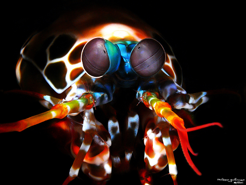 Odontodactylus scyllarus (peacock mantis shrimp); DISPLAY FULL IMAGE.