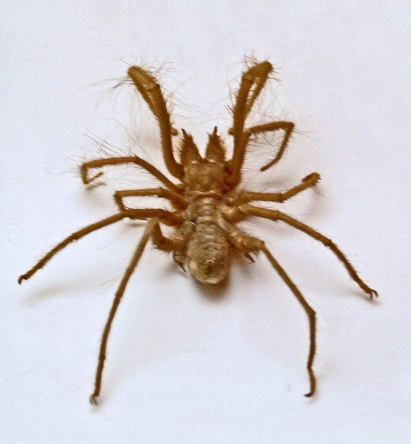 Galeodes arabs (Egyptian giant solpugid, camel spider); DISPLAY FULL IMAGE.