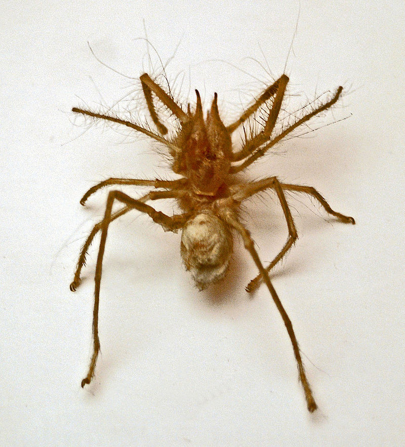 Galeodes blanchardi (camel spider); DISPLAY FULL IMAGE.