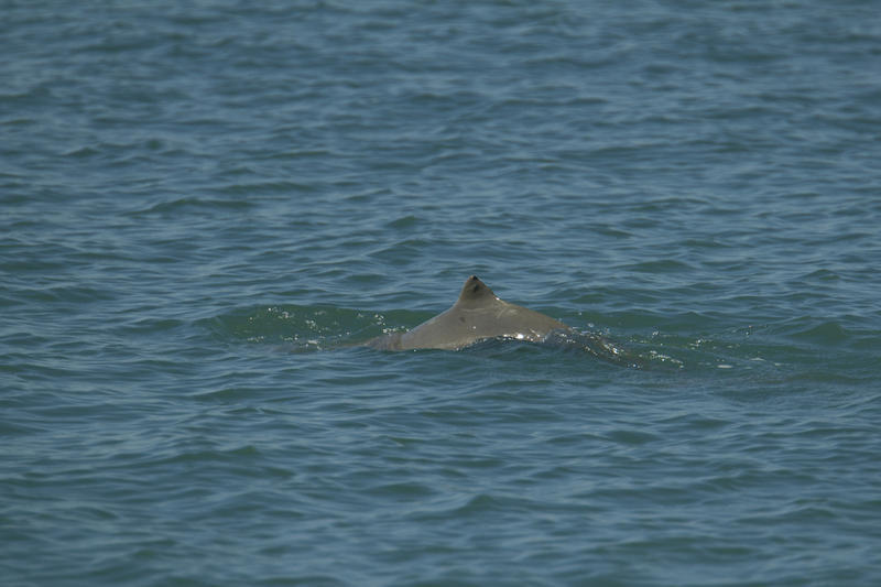 Australian snubfin dolphin (Orcaella heinsohni); DISPLAY FULL IMAGE.