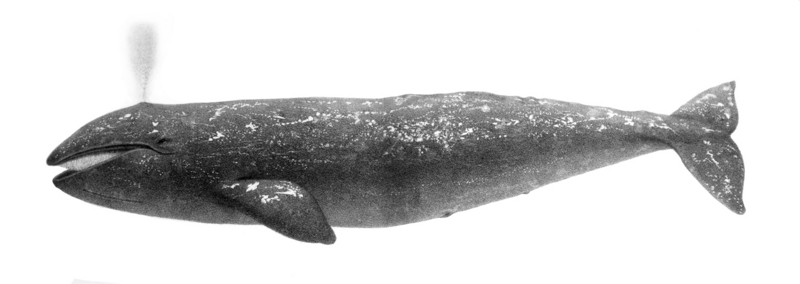 gray whale (Eschrichtius robustus); DISPLAY FULL IMAGE.