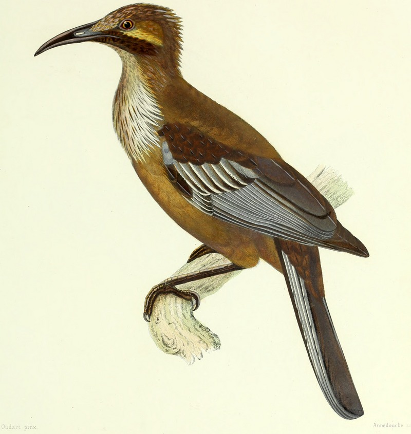 New Caledonian friarbird (Philemon diemenensis); DISPLAY FULL IMAGE.