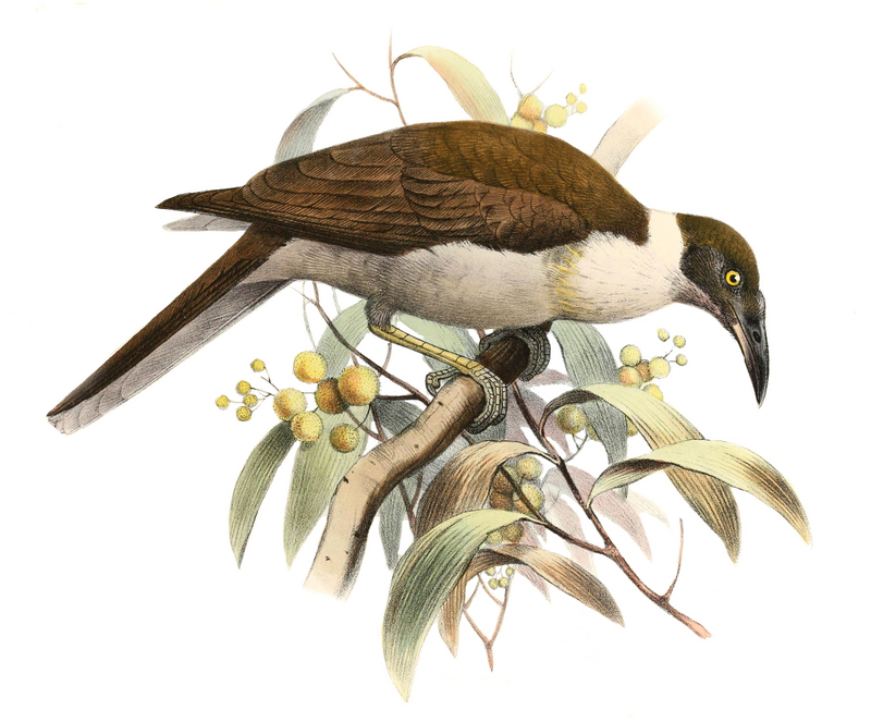Manus friarbird, white-naped friarbird (Philemon albitorques); DISPLAY FULL IMAGE.