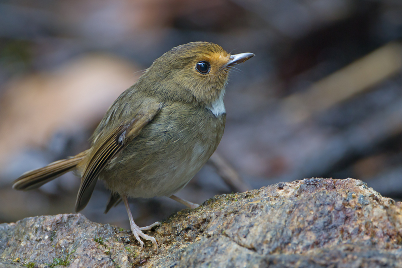 rufous-browed flycatcher (Anthipes solitaris); DISPLAY FULL IMAGE.