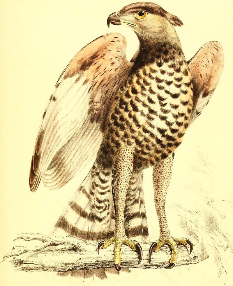 crowned hawk-eagle (Stephanoaetus coronatus); DISPLAY FULL IMAGE.
