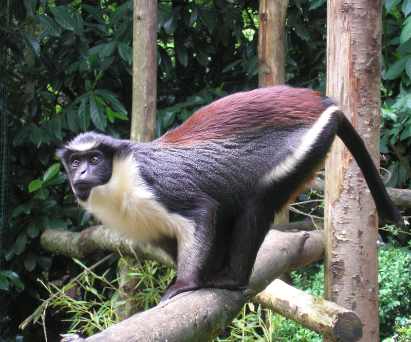 Diana monkey (Cercopithecus diana); DISPLAY FULL IMAGE.